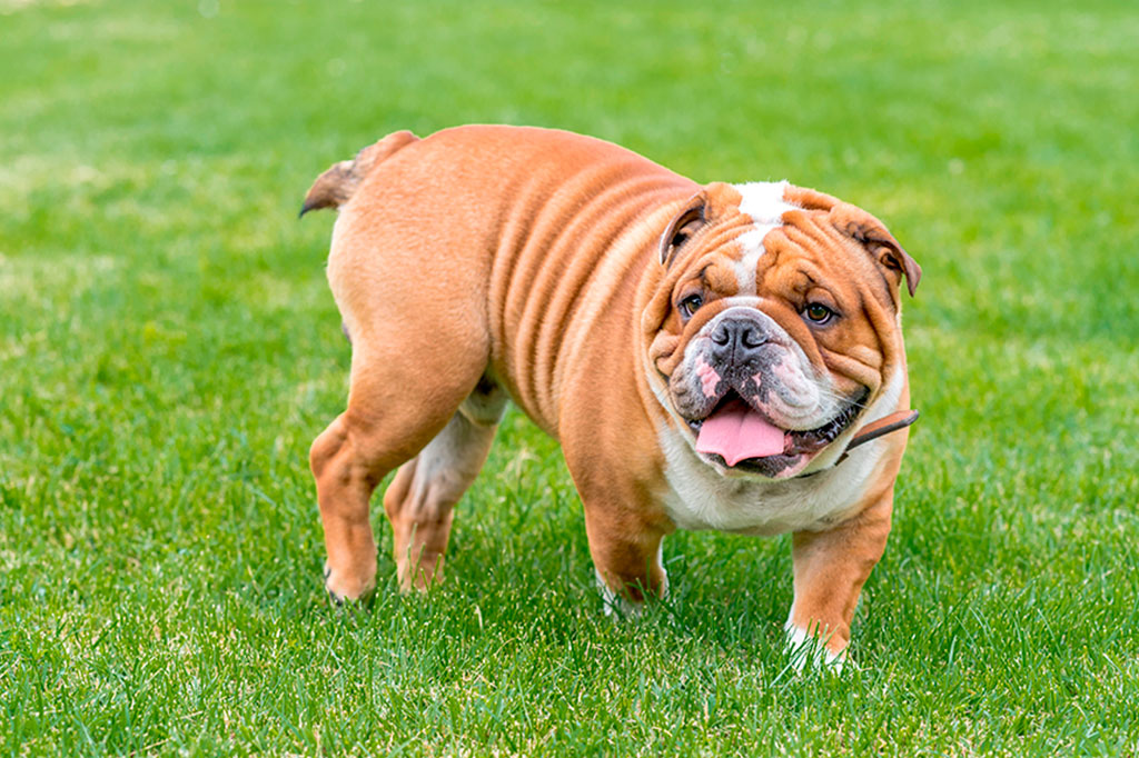 0906_Bulldog_Ingles_layout_site Bulldog Inglês