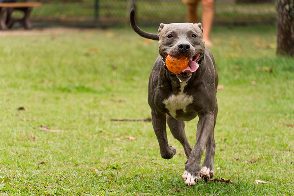 0906_Pit_Bull_Terrier_layout_site Pit Bull Terrier