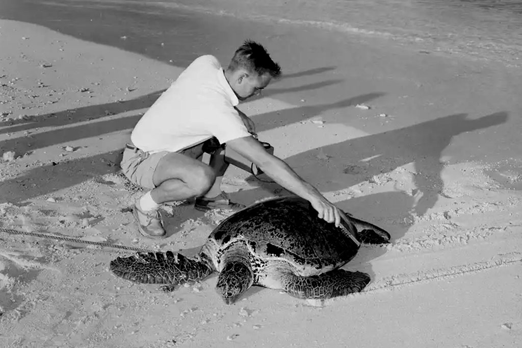 Uma tartaruga sendo examinada quanto a potencial radioatividade nas Ilhas Marshall em 1957.