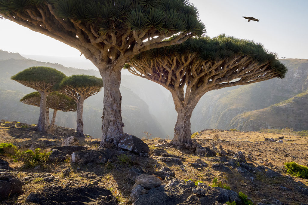 Árvores sangue de dragão na ilha Socotra.