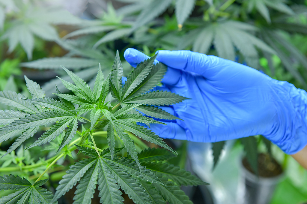 Imagem de cientista segurando uma planta de Cannabis.