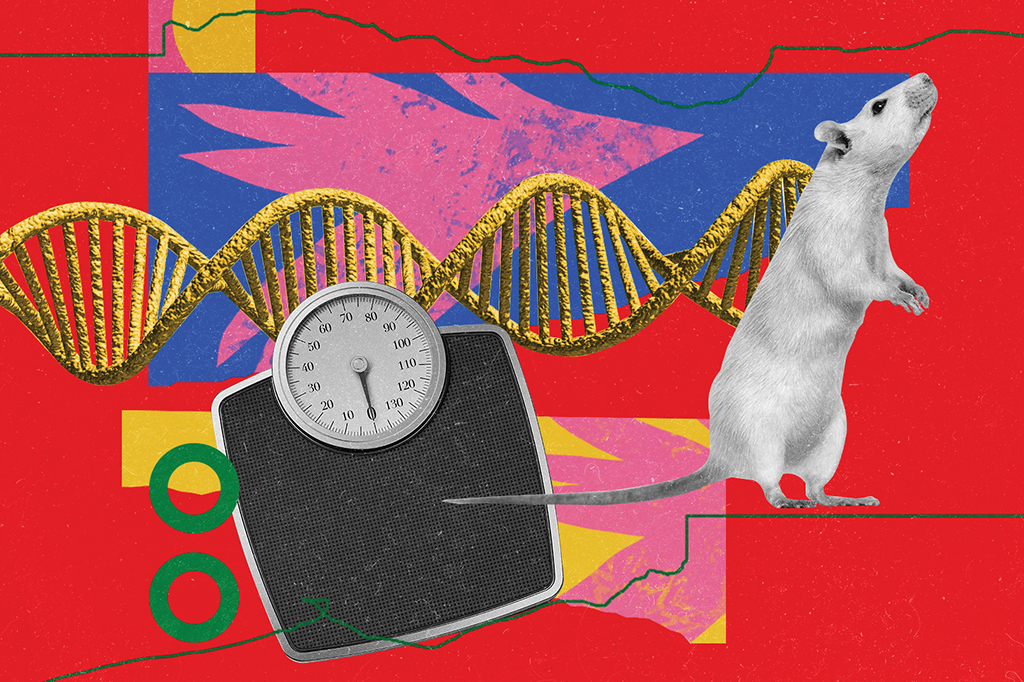 Colagem com rato, balança de peso e DNA.