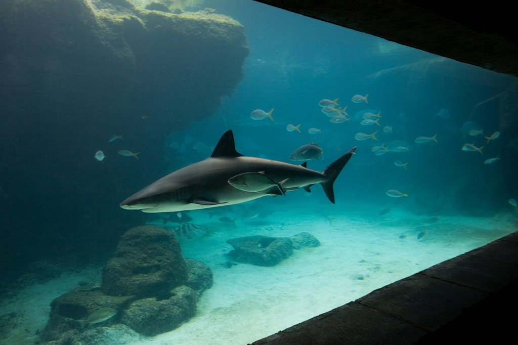 Como evitam que tubarões em grandes aquários não comam os outros peixes?