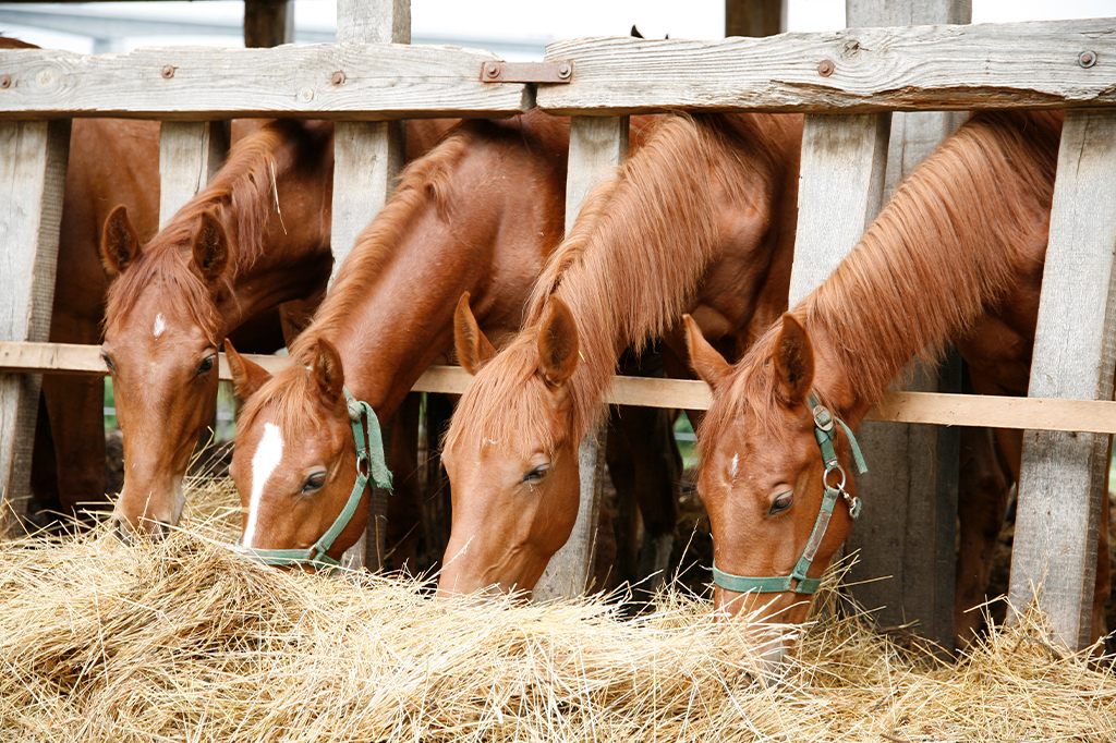 É verdade que cavalo não vomita?