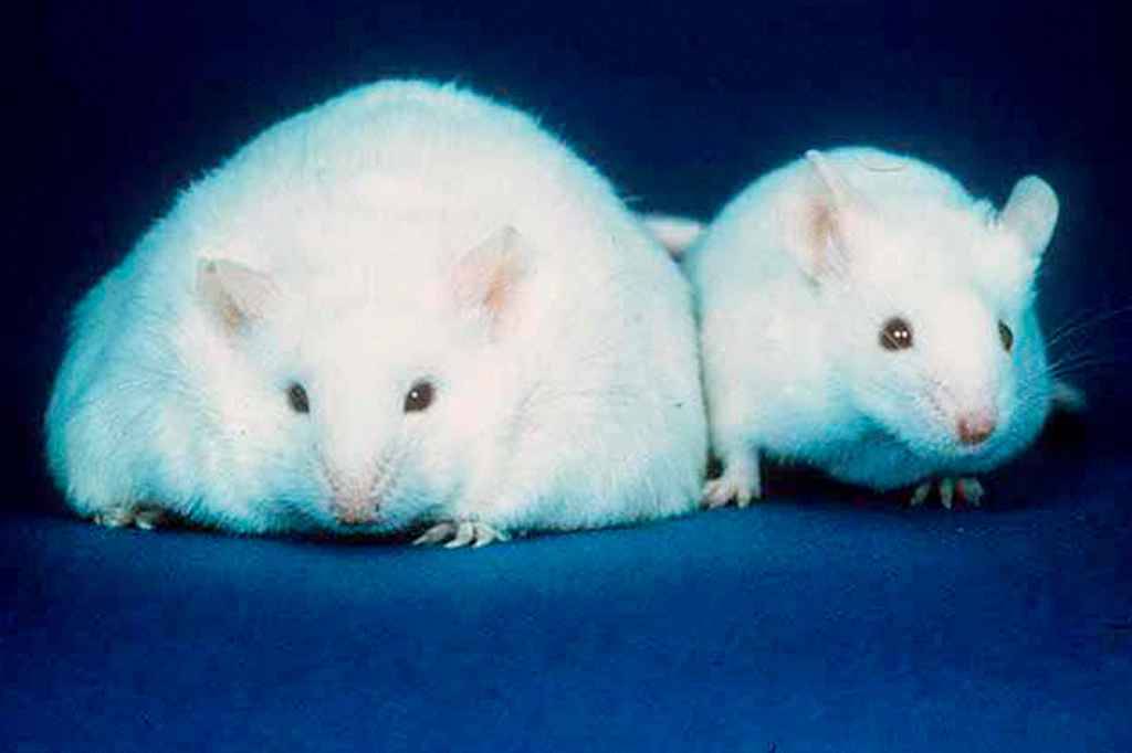 Foto de um rato obeso ao lado de um rato com peso regular.