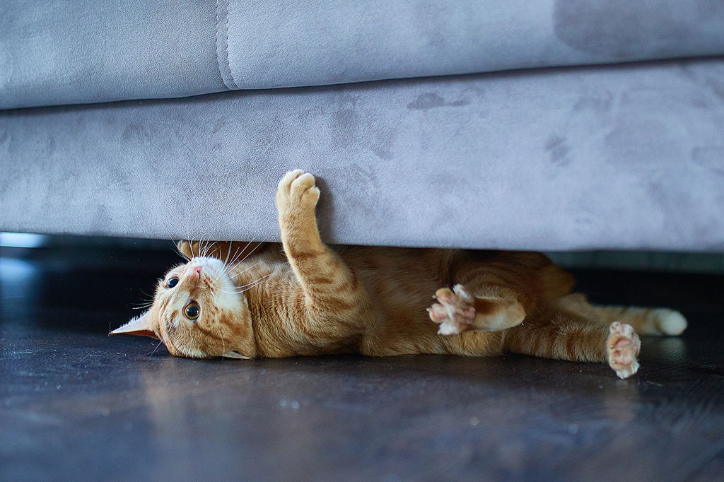 Gato embaixo do sofá.