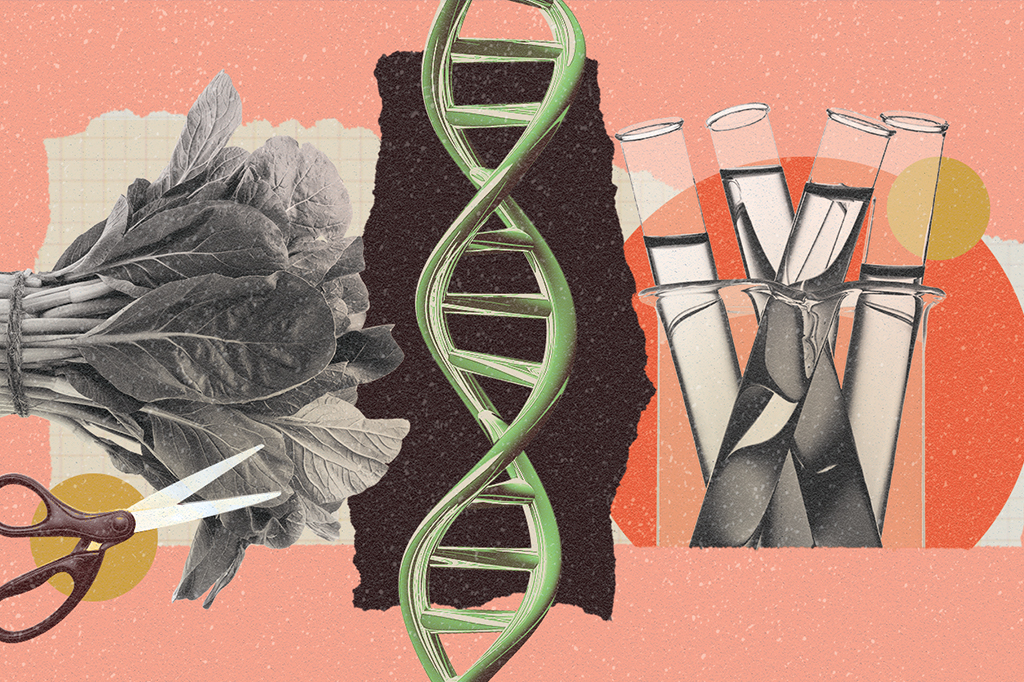 Empresa altera DNA de verdura para deixá-la mais gostosa