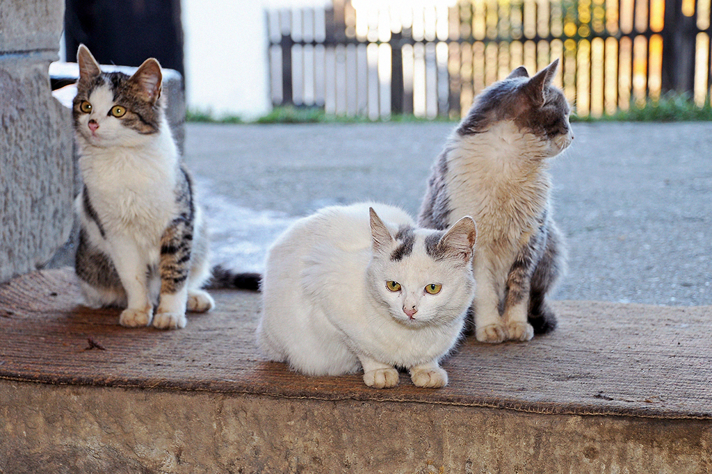 Três gatinhos juntos no pátio de casa.