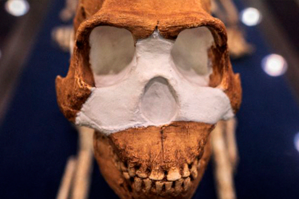 Crânio do Homo naledi.