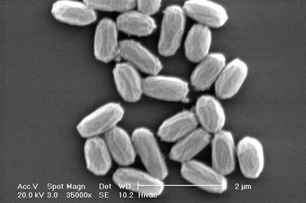 Imagem aproximada de bactéria.
