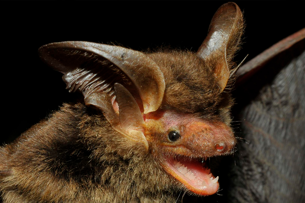 Foto aproximada do morcego da espécie espécie Histiotus alienus.