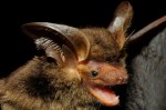 No Brasil, pesquisadores encontram espécie de morcego desaparecida há 100 anos