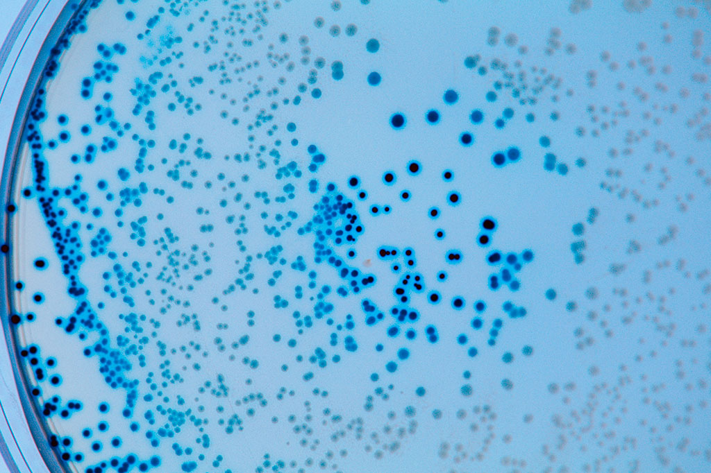 Bactérias podem armazenar “memórias” e transmiti-las por gerações