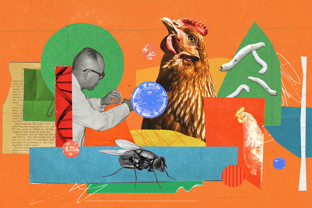 Colagem com um cientista, galinha, mosca, bicho de seda e DNA.
