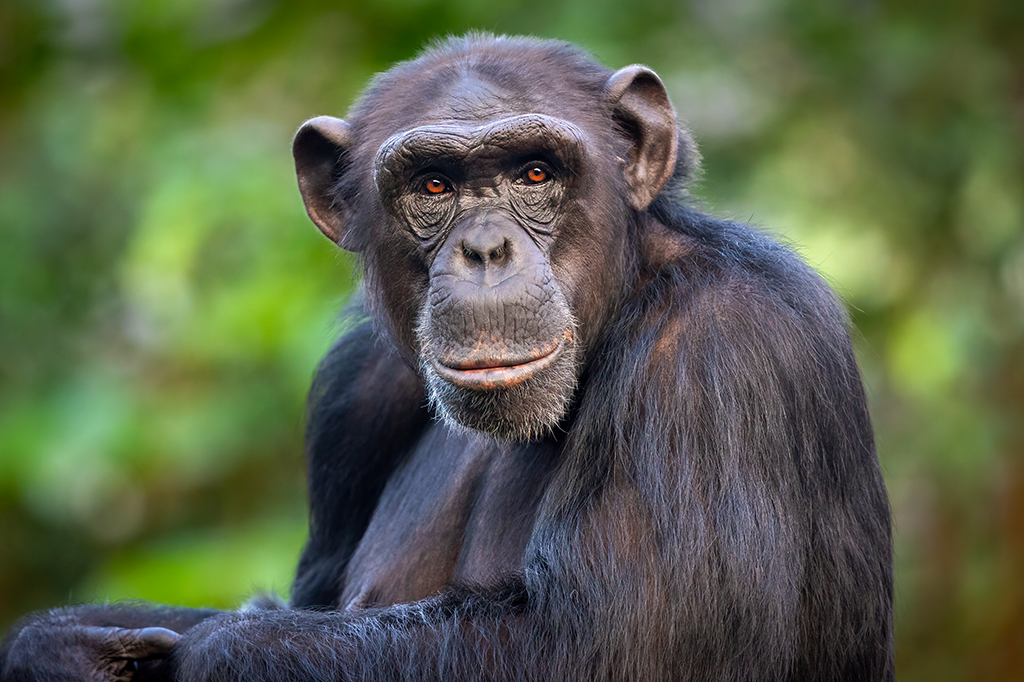 Foto de um chimpanzé.