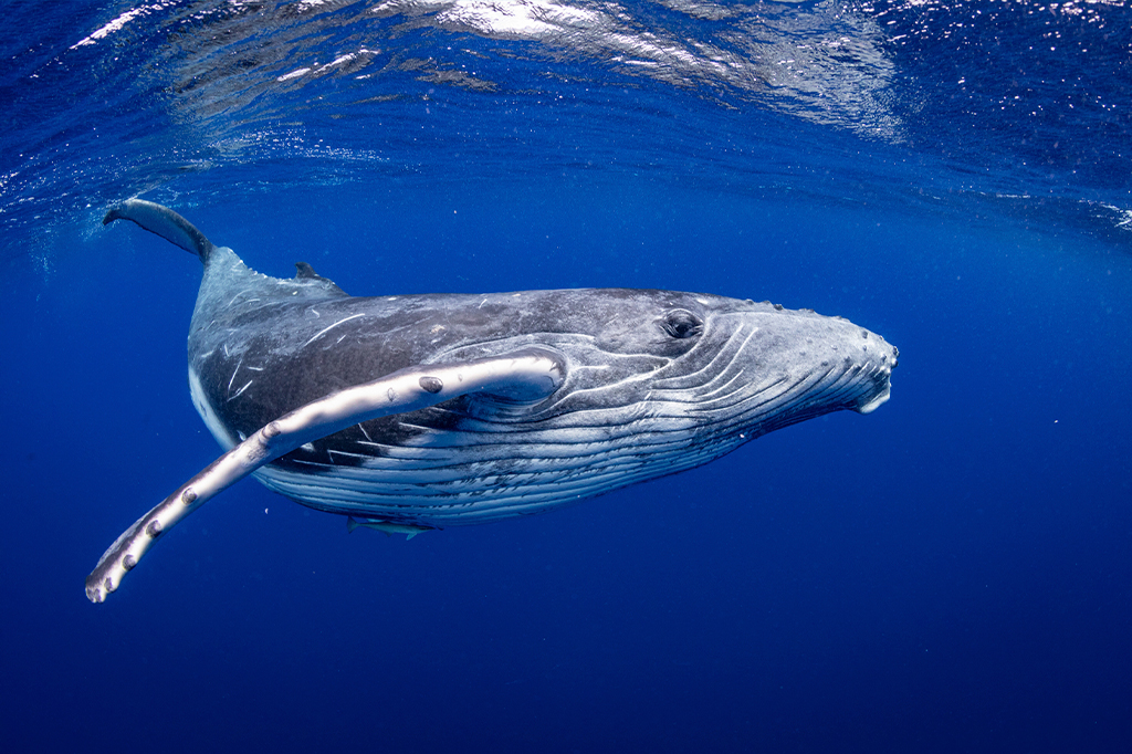 Foto de baleia jubarte nadando nas águas do Reino de Tonga.