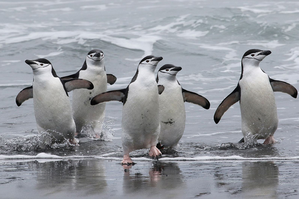 Pinguins-de-barbicha voltando para sua colônia em Stinker Point, na costa oeste da Ilha Elefante