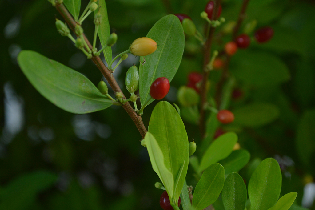 Coca (​​Erythroxylum coca)