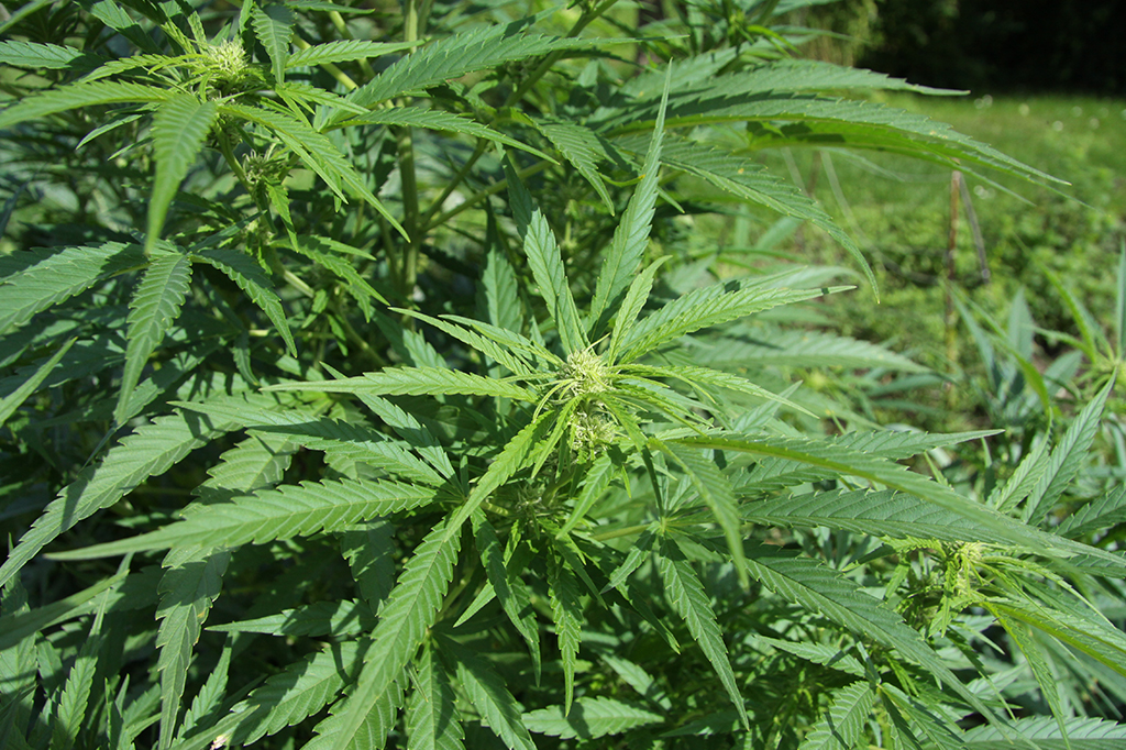 Maconha (Cannabis sativa)