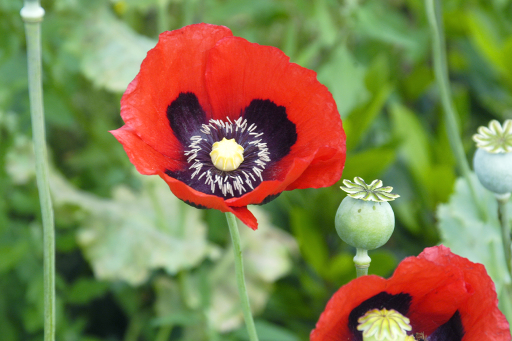 Papoula (Papaver somniferum L.)