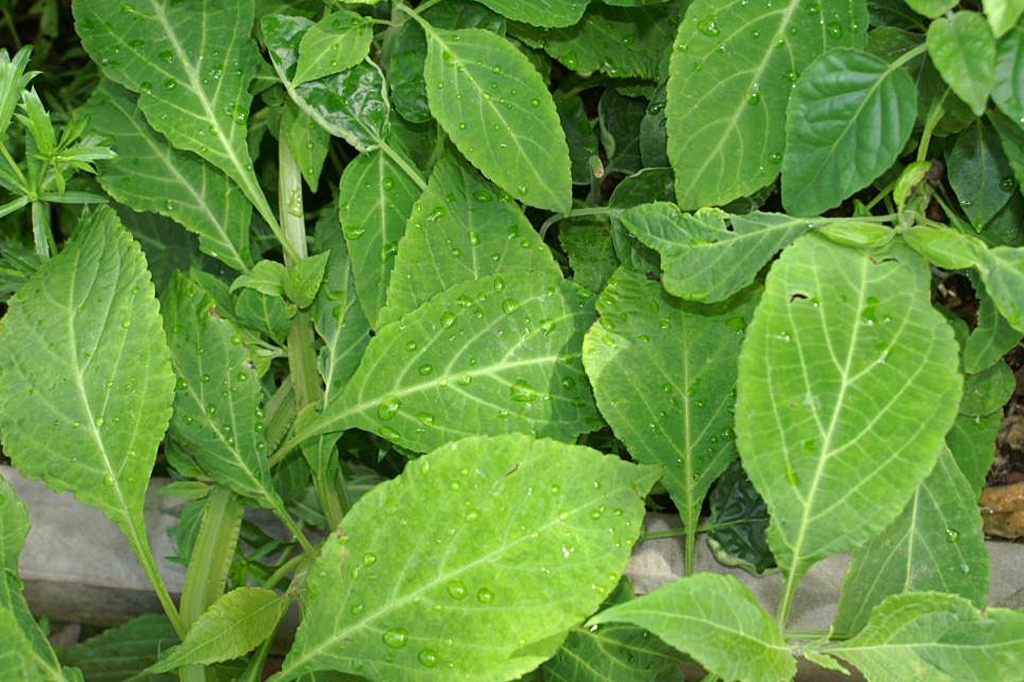 Sálvia (Salvia divinorum)