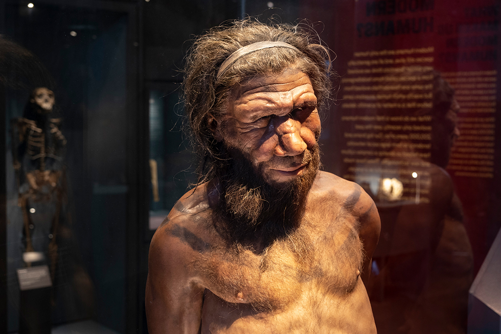 Homem de Neandertal na exposição sobre evolução humana no Museu de História Natural em 27 de abril de 2022 em Londres, Reino Unido.