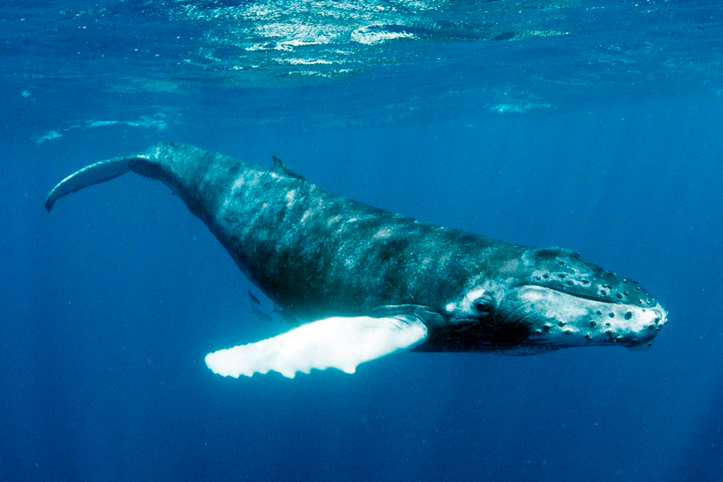 Baleia Jubarte em oceano