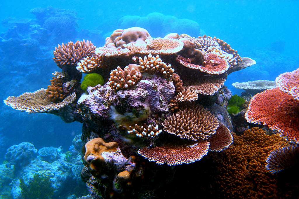 Uma variedade de corais formando um afloramento