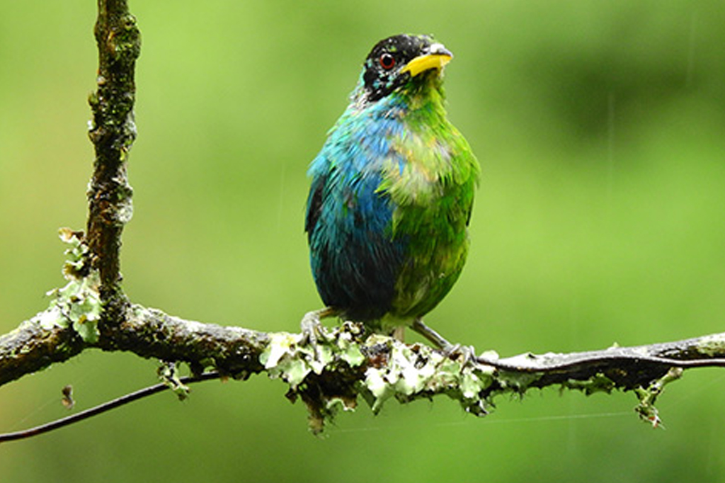 Pássaro com condição rara é meio macho, meio fêmea 