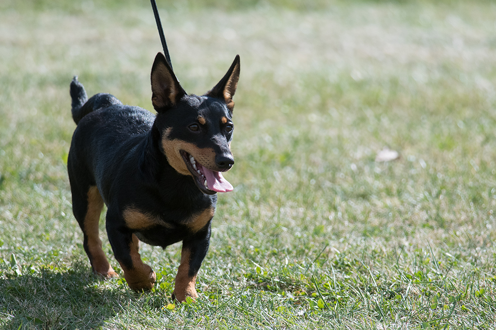 Instituto americano anuncia descoberta de nova raça de cachorro