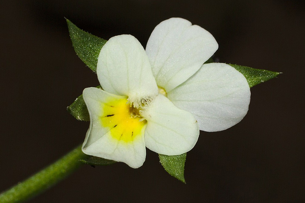 Flor Violeta-dos-campos