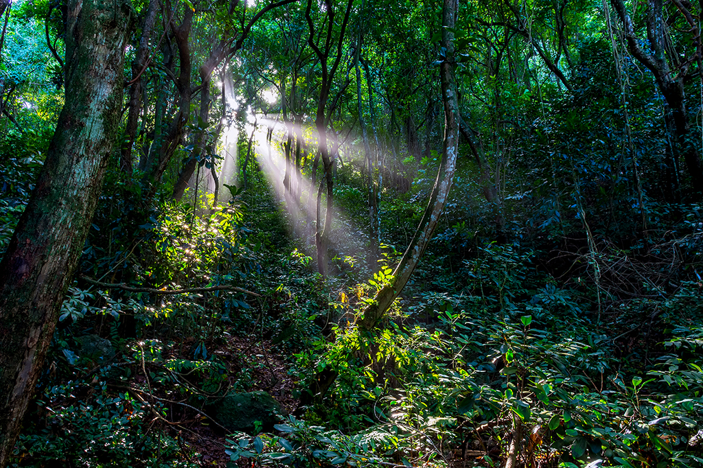Pesquisadores encontram a primeira evidência de fotossíntese em fósseis de 1,75 bilhão de anos