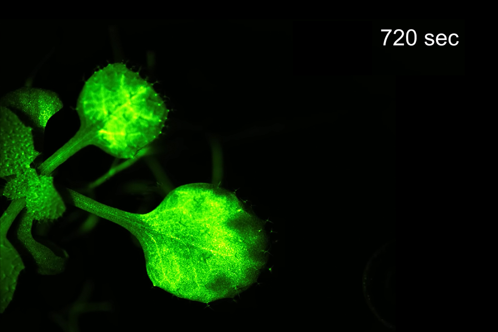 Cientistas capturam plantas “conversando”; veja o vídeo