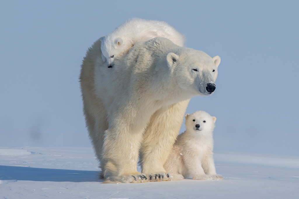 No Canadá, ursos polares encrenqueiros podem acabar na prisão