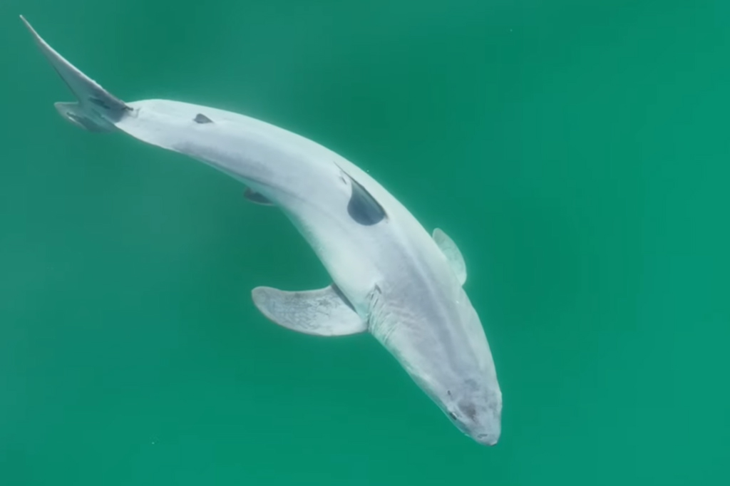 Youtuber pode ter feito o 1º registro de um tubarão branco recém-nascido