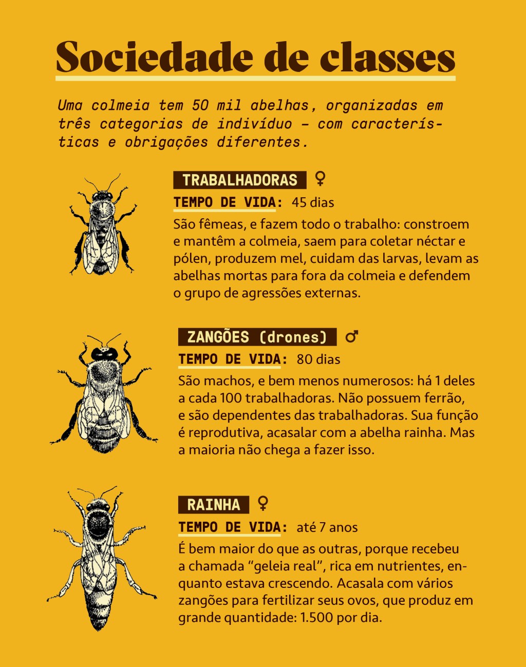 Infográfico sobre a sociedade das abelhas.