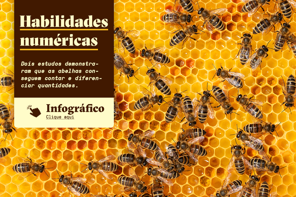 Imagem aproximada de diversas abelhas numa colméia, com um botão de “Infográfico - Clique aqui” que redireciona para o infográfico completo sobre os estudos de habilidades numéricas das abelhas.