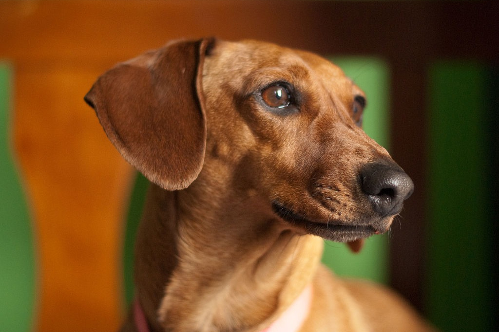 Cães fêmeas, pequenas e de focinho longo têm maior expectativa de vida