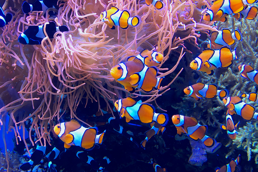 Peixes-palhaço nadando em meio de corais