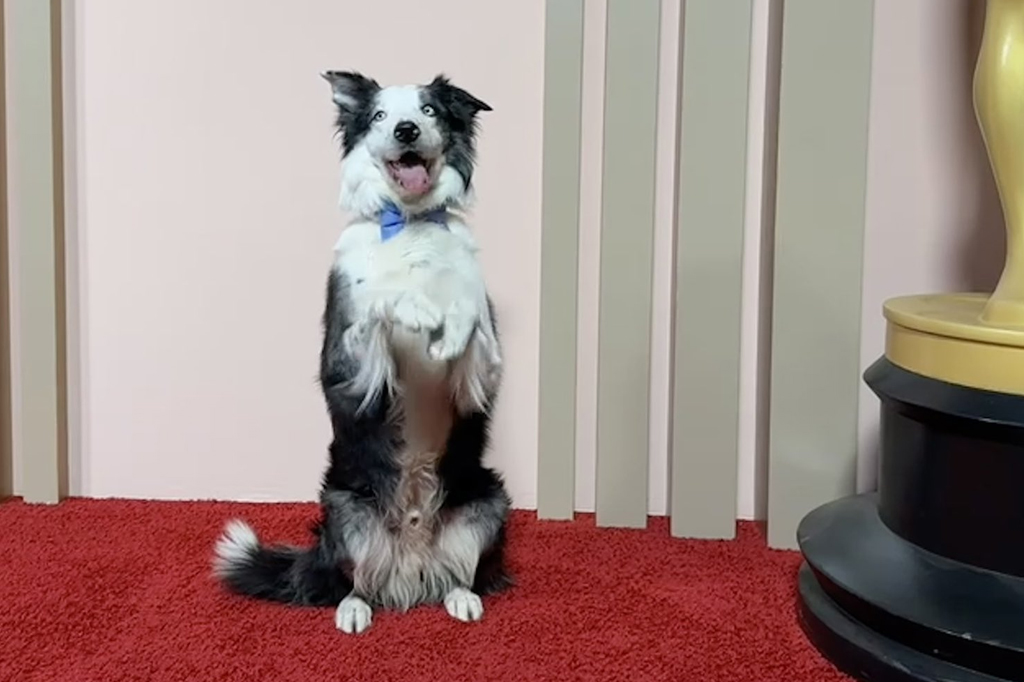 Cachorro do filme Anatomia de uma queda (2023) no tapete do Oscar 2024