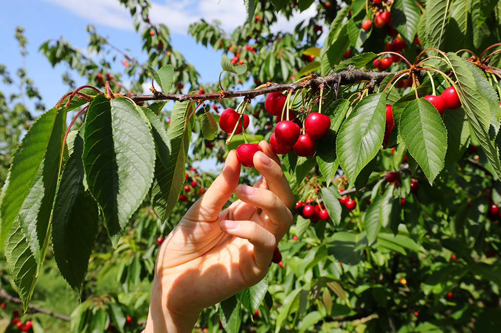 Uma fotografia de uma mão colhendo cerejas vermelhas de um galho de árvore.