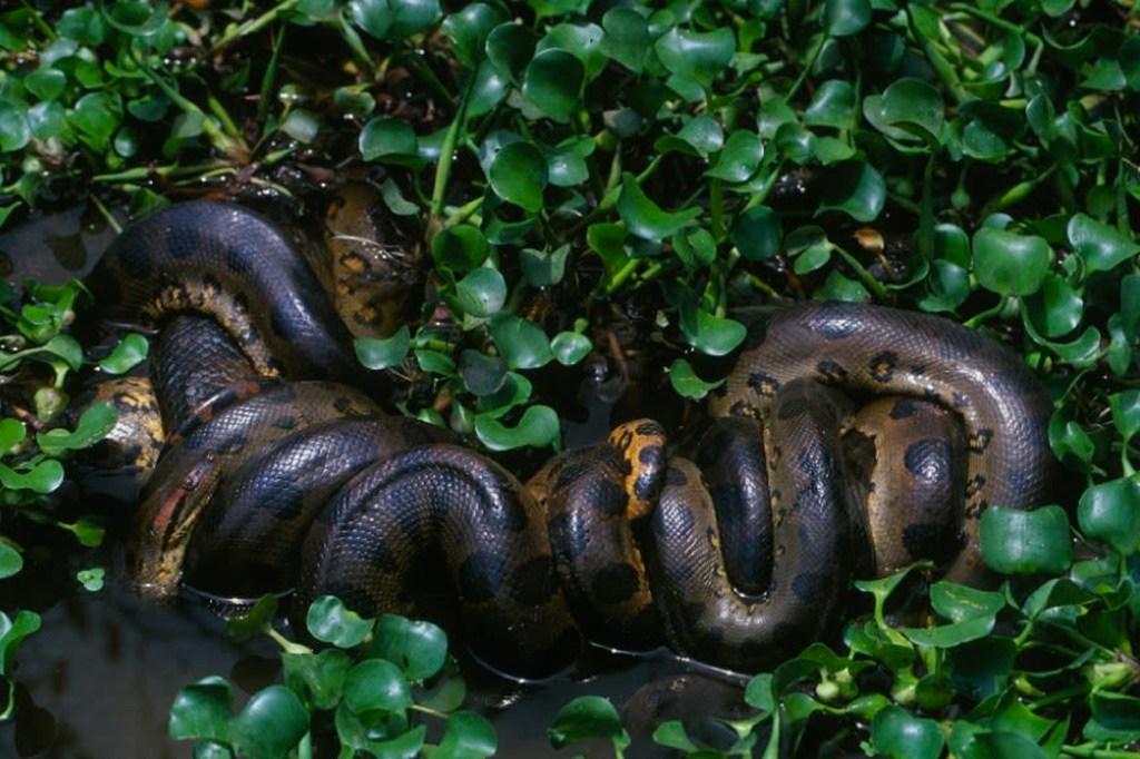 "Bola de reprodução" da anaconda verde do norte.