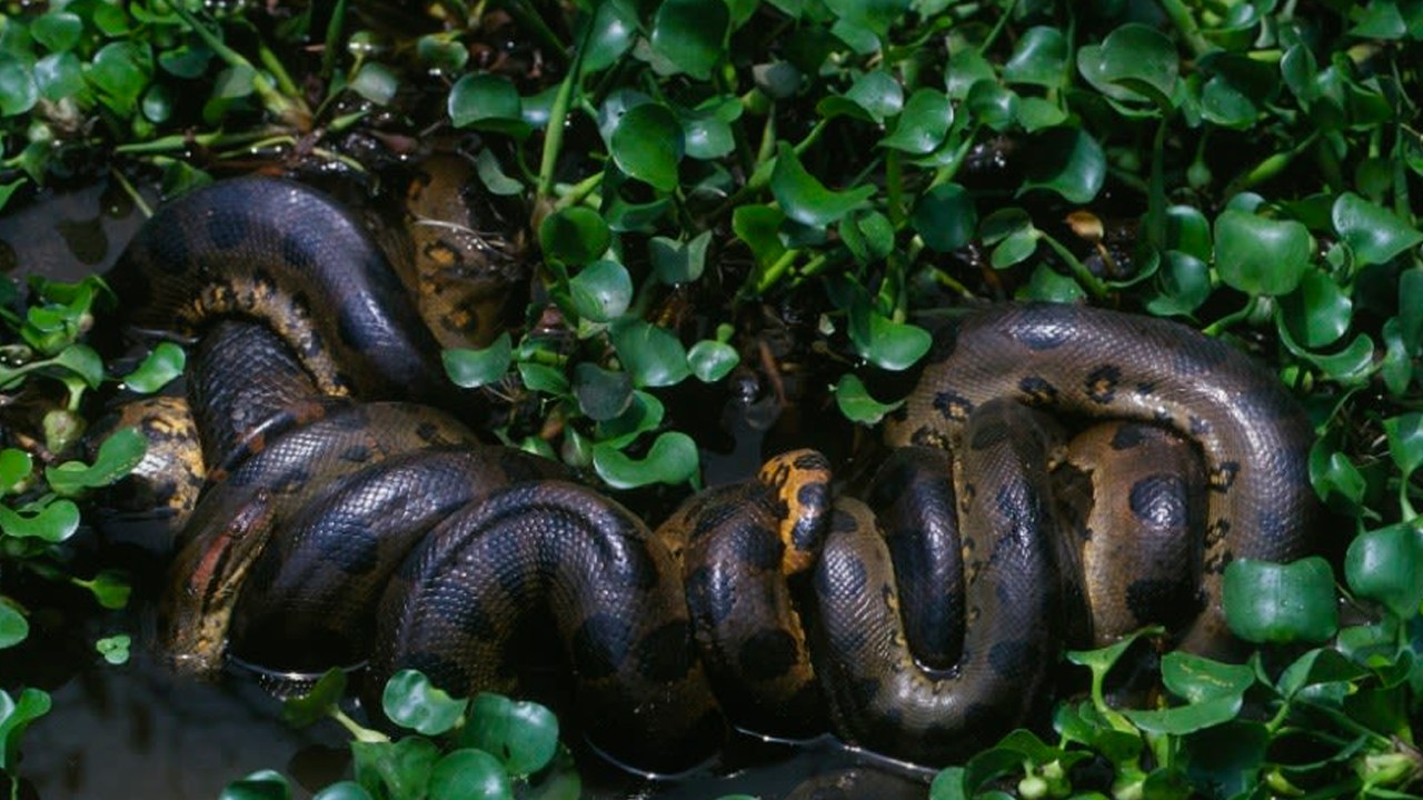 "Bola de reprodução" da anaconda verde do norte.