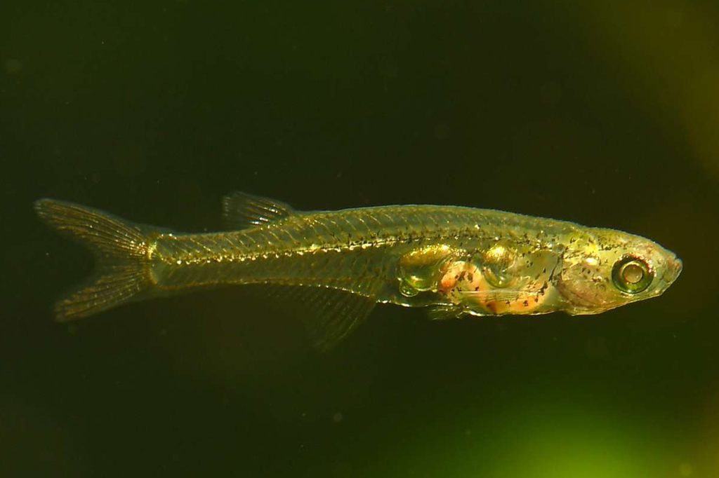 Foto de um peixe, de cor verde, que possui 12 milímetros de comprimento.