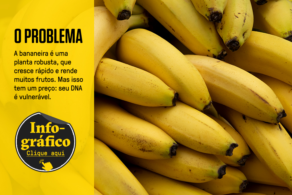 Imagem aproximada de diversas bananas empilhadas. Em cima da imagem, um box com um botão de “Infográfico - Clique aqui” redireciona para o infográfico completo sobre o problema do DNA da banana.