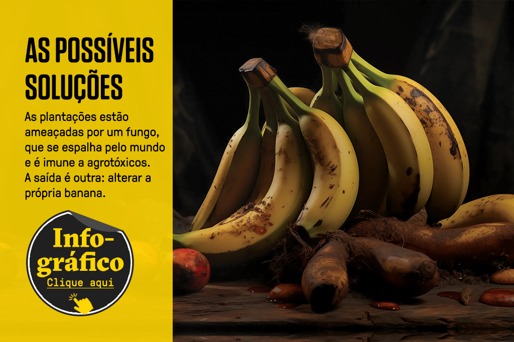 Imagem de dois cachos de banana. Em cima da imagem, um box com um botão de “Infográfico - Clique aqui” redireciona para o infográfico completo sobre as possíveis soluções para salvar a banana.