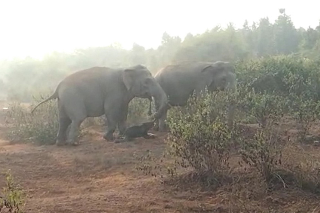 Uma carcaça de elefante sendo carregada por um membro do rebanho.