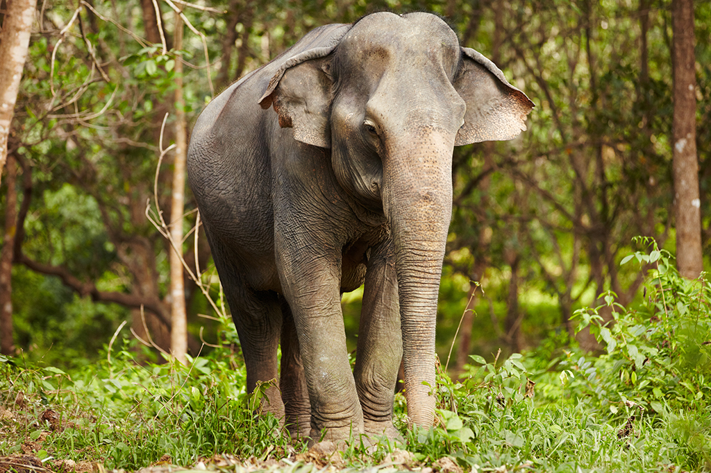 Elefante asiático caminhando na natureza.