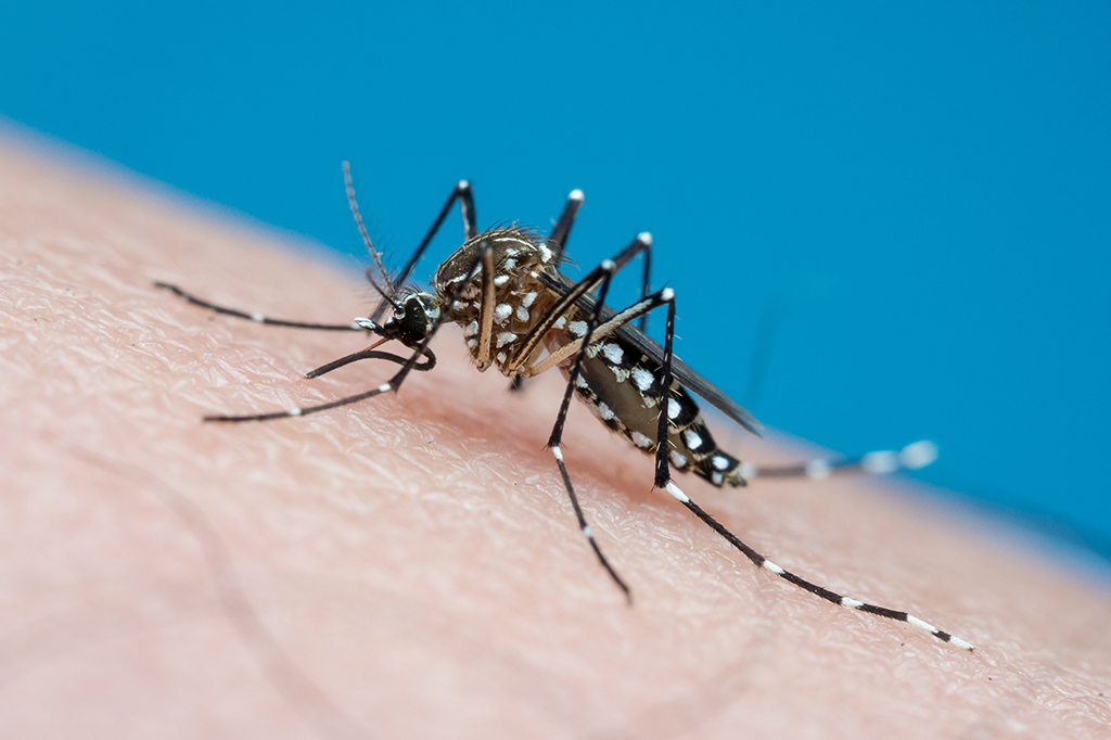 Foto do mosquito Aedes aegypti pousado sobre uma pele humana.