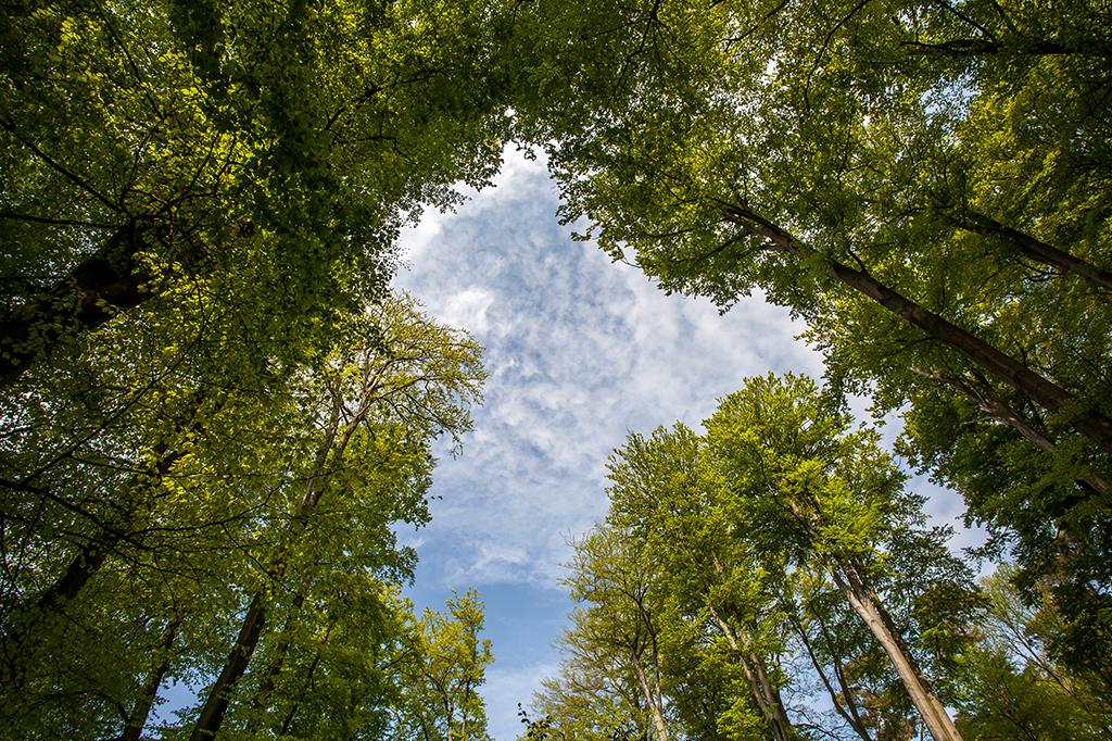 Imagem do céu visto através de um ângulo inferior com árvores no entorno.